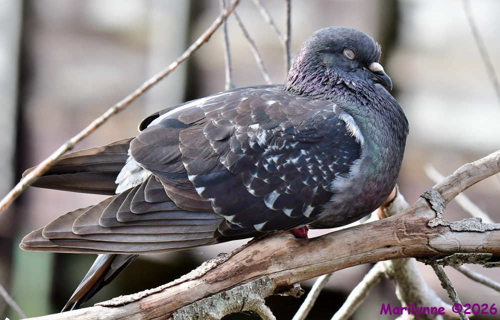 DSC_6734_001.JPG