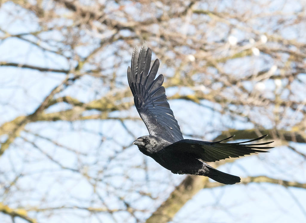 DSC_6736.jpg