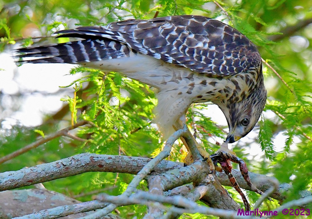 DSC_6736_001.JPG