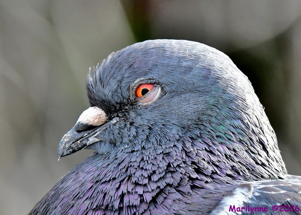 DSC_6736_001.JPG