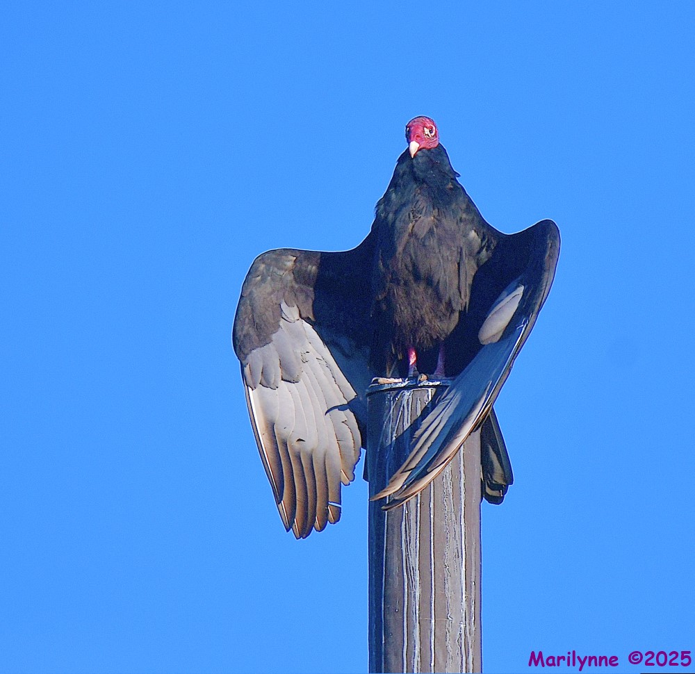 DSC_6737_001.JPG