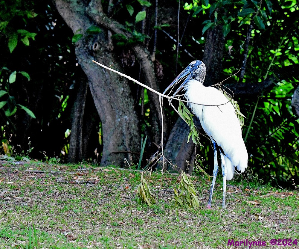DSC_6742_001.JPG