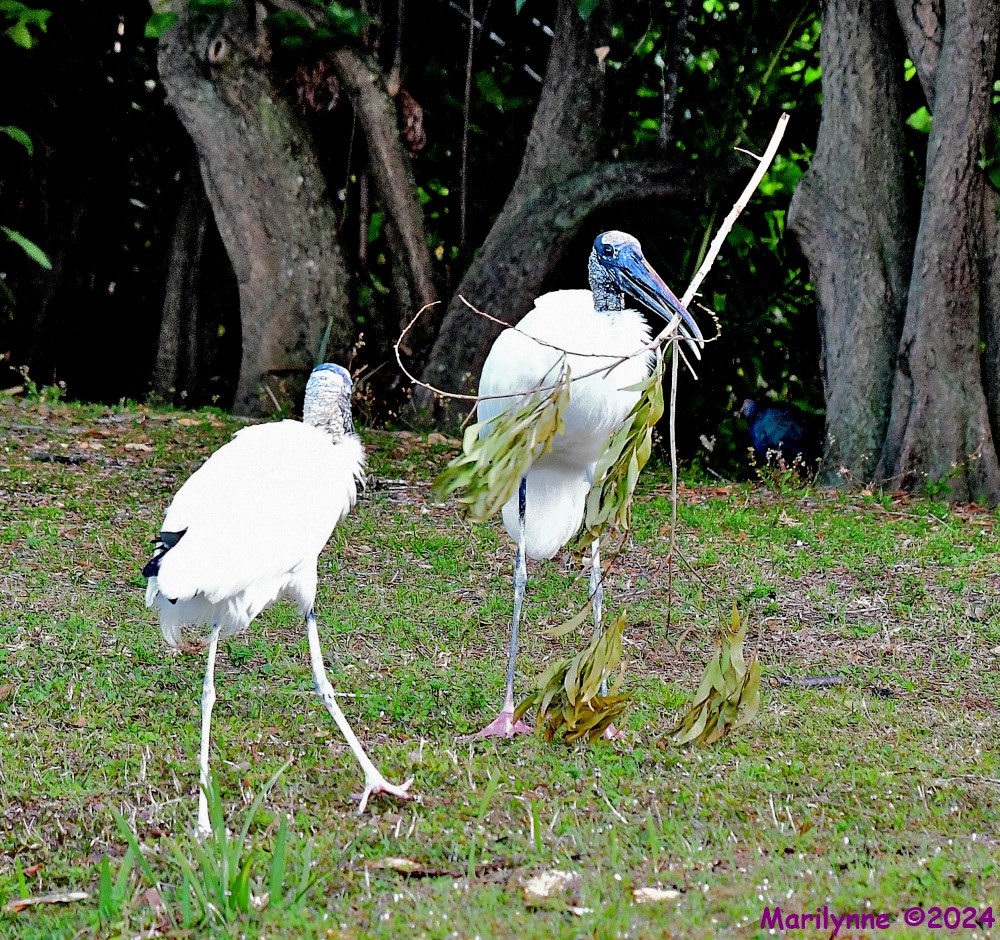 DSC_6745_001.JPG