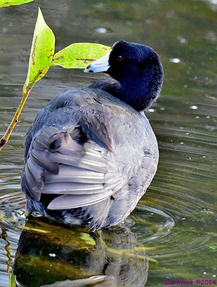 DSC_6745_001.JPG