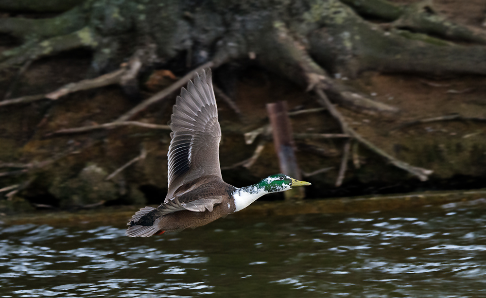 DSC_6748.jpg