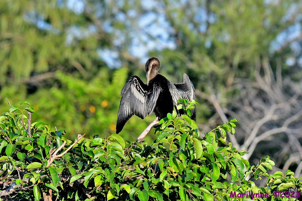 DSC_6749_001.JPG