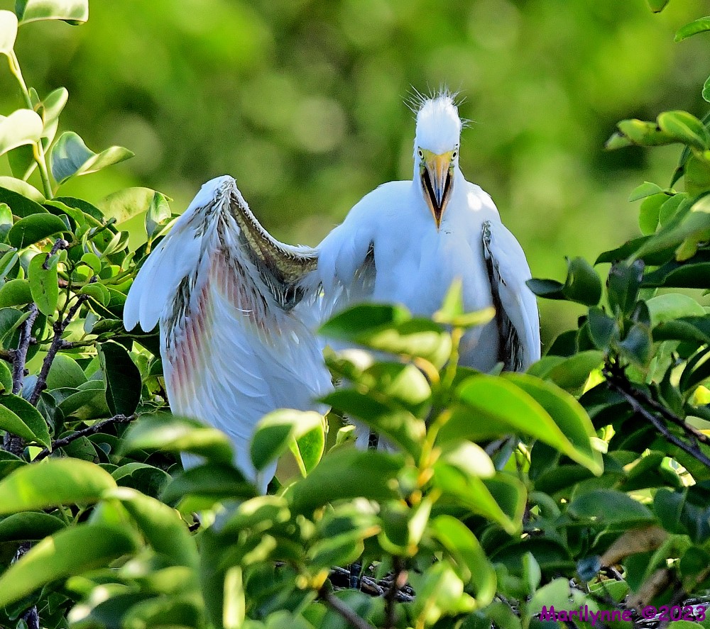 DSC_6753_001.JPG