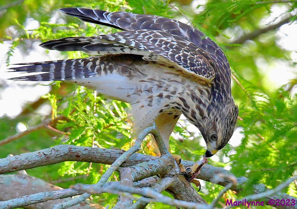 DSC_6756_001.JPG