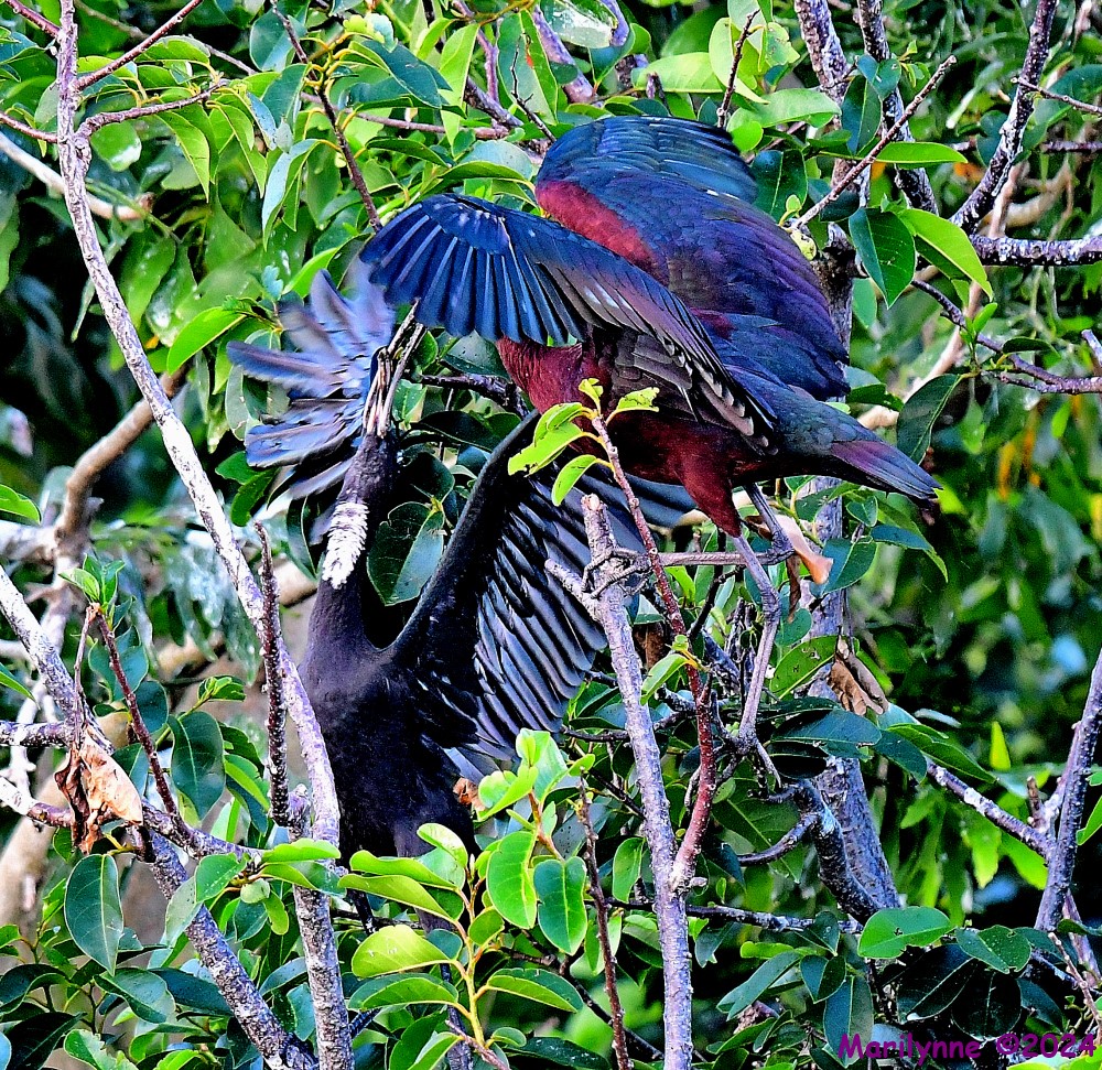DSC_6756_001.JPG