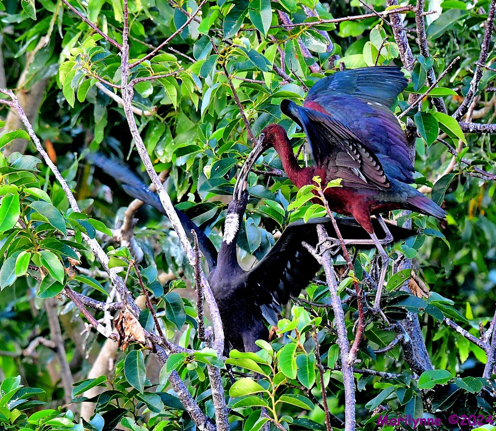 DSC_6757_001.JPG