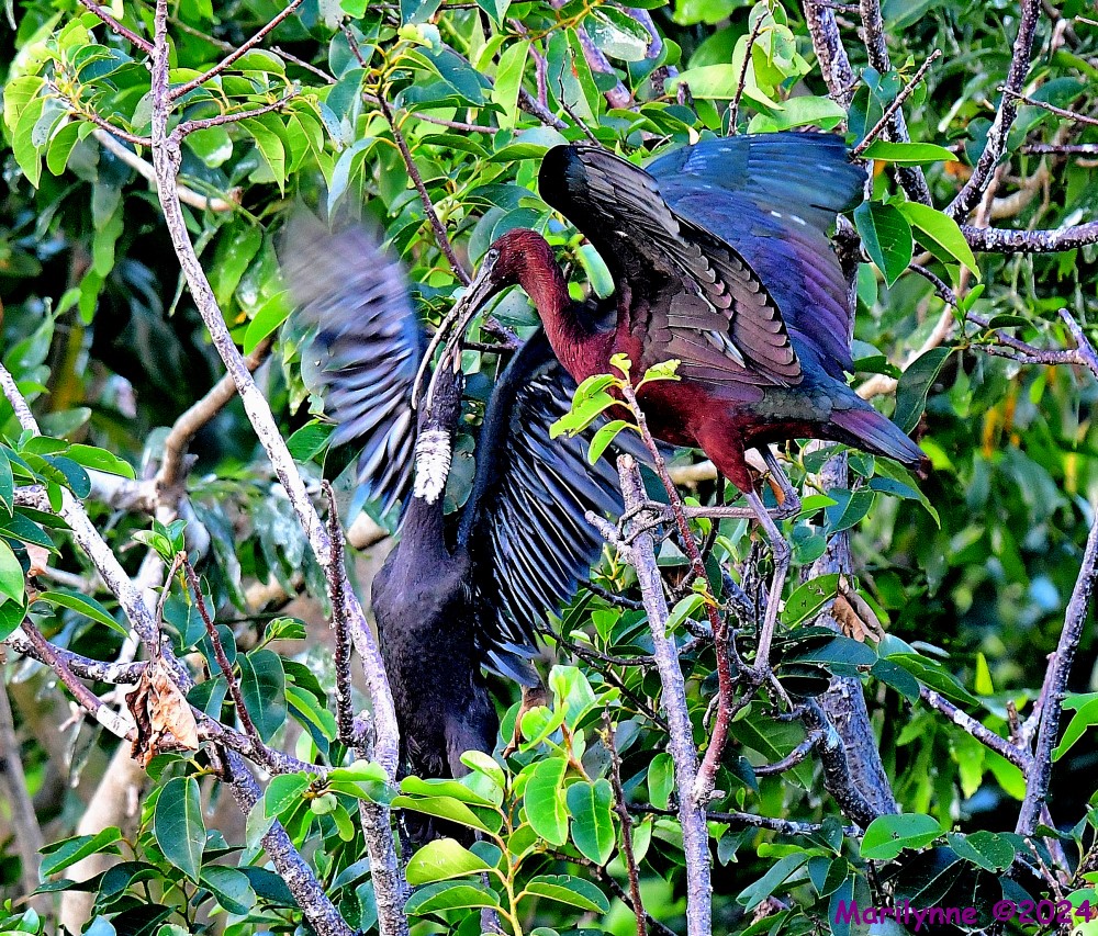 DSC_6758_001.JPG