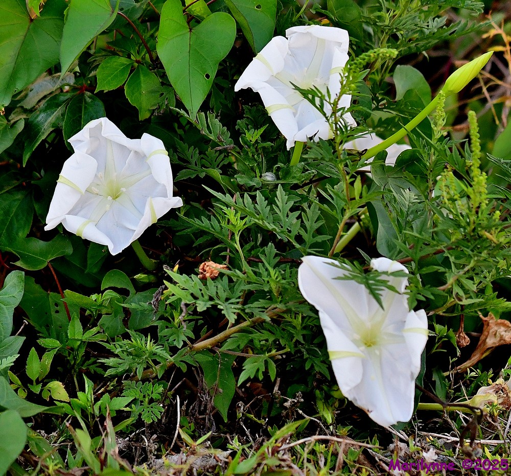 DSC_6758_001.JPG