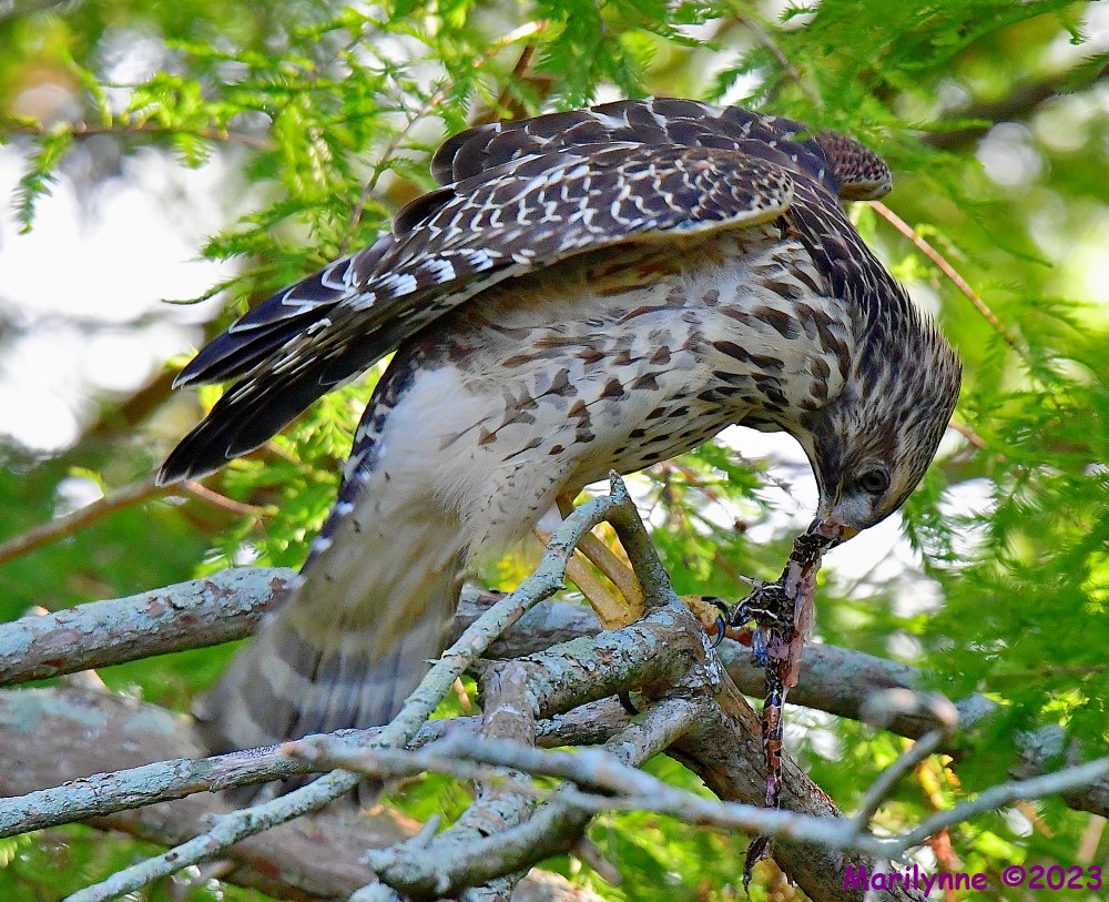 DSC_6760_001.JPG