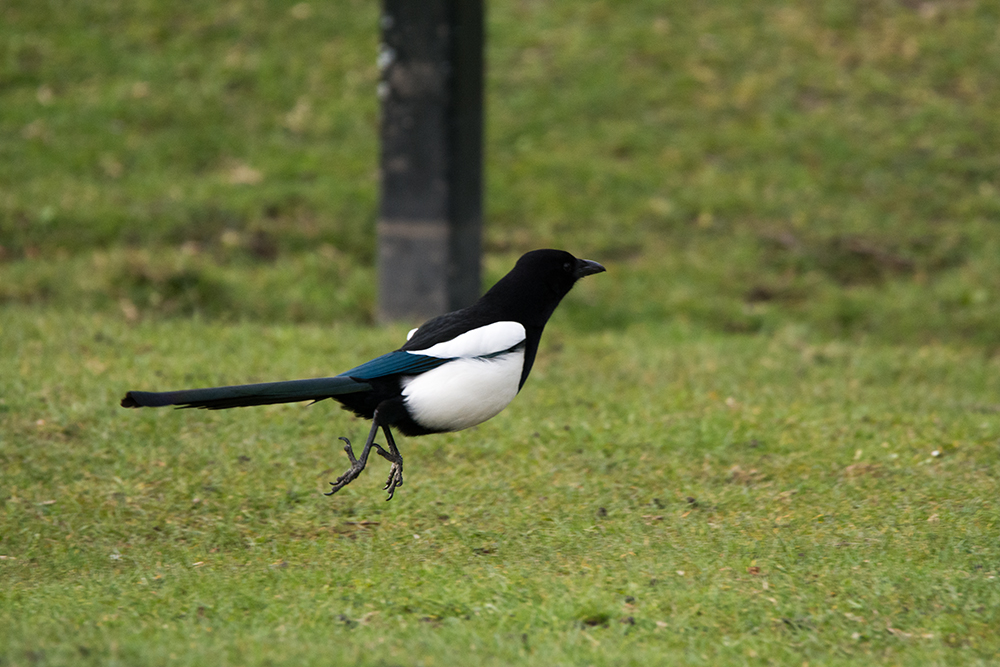 DSC_6762.jpg