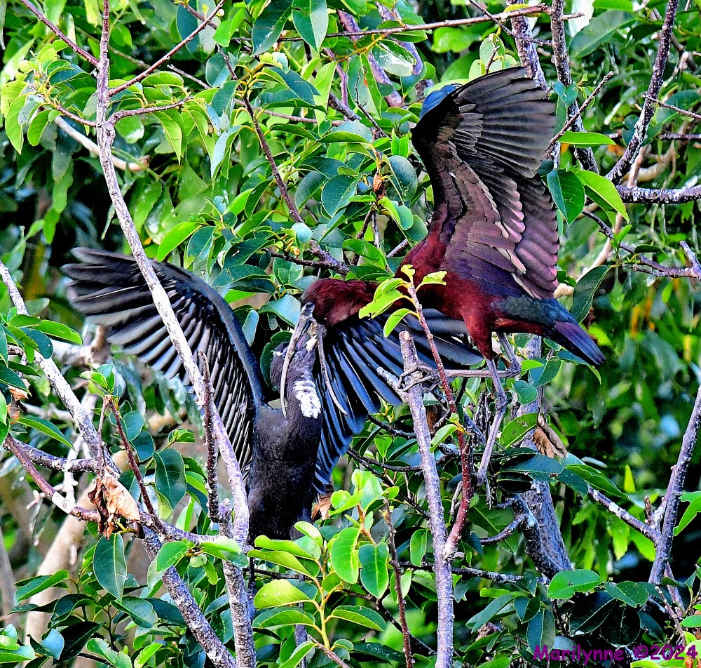 DSC_6765_001.JPG
