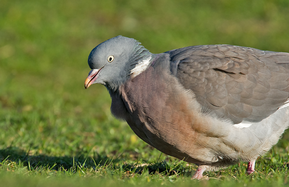 DSC_6767.jpg