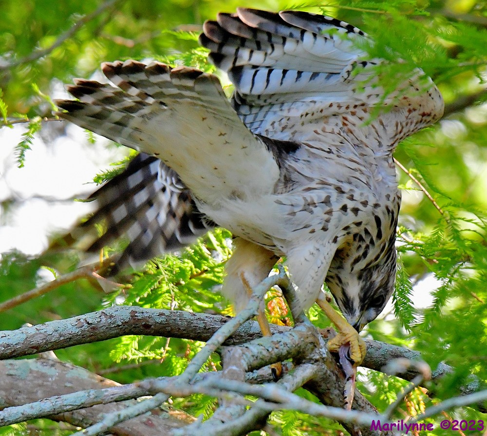 DSC_6768_001.JPG