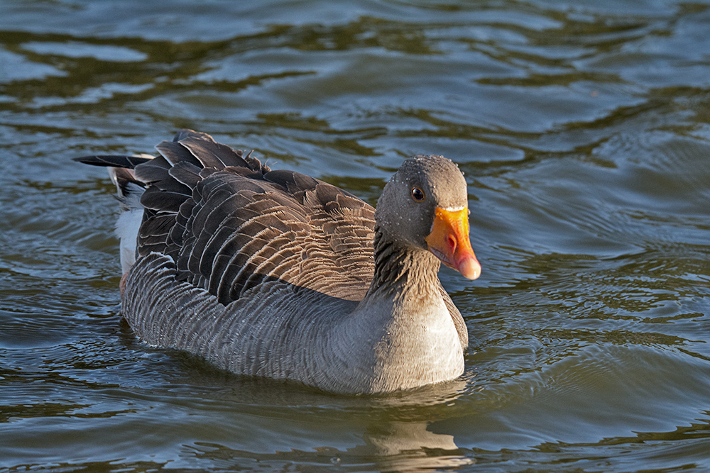 DSC_6771.jpg