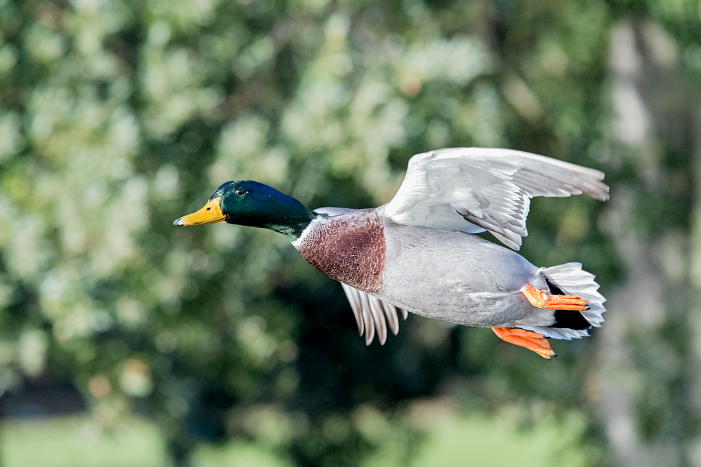 DSC_6771.jpg