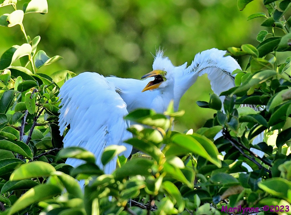 DSC_6771_001.JPG