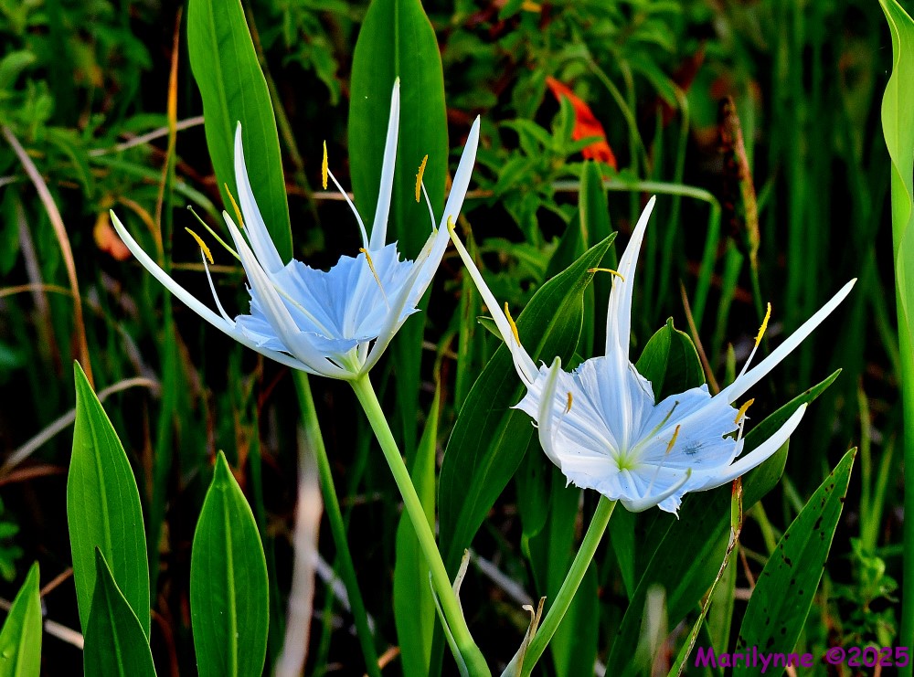DSC_6773_001.JPG