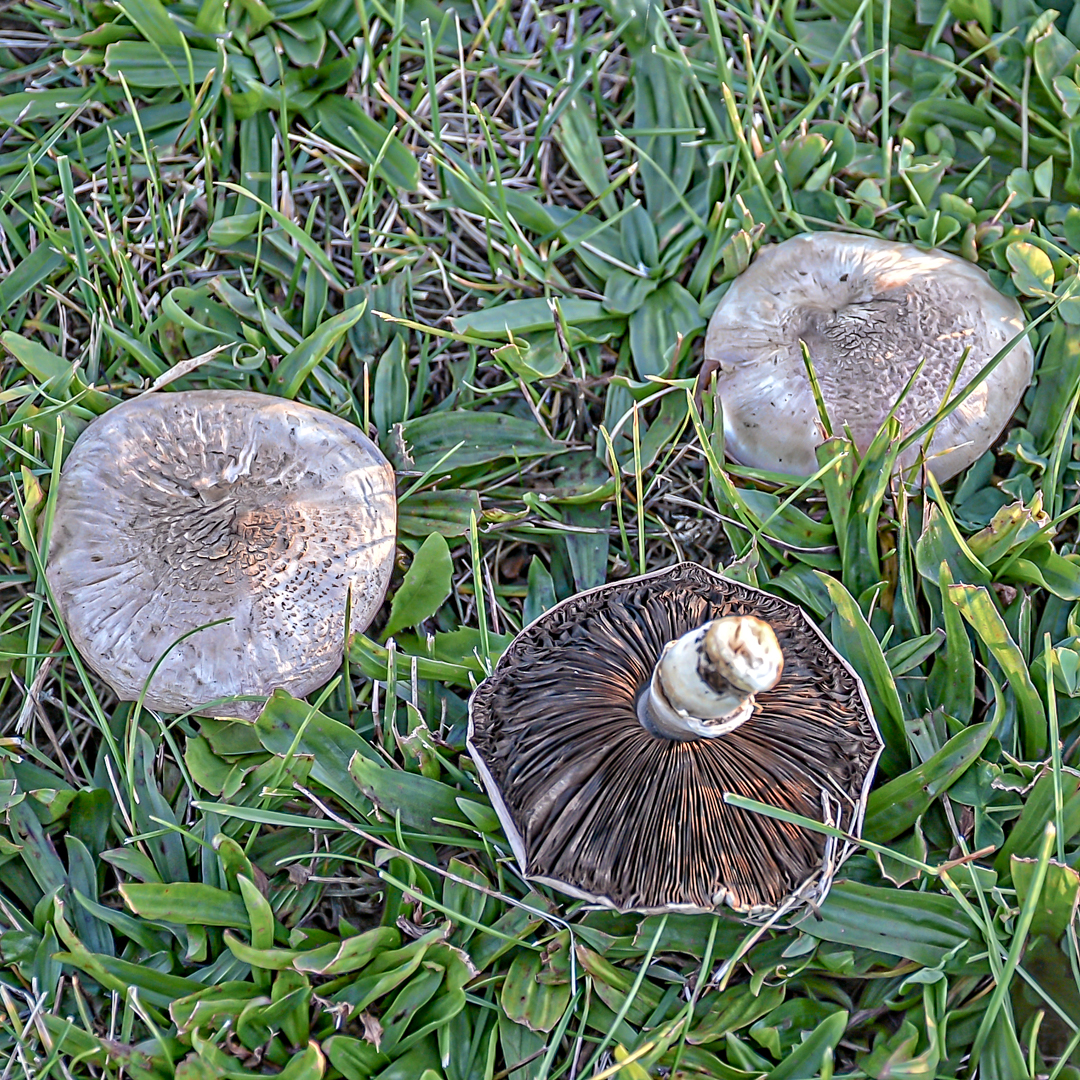 DSC_6774-Edit.jpg