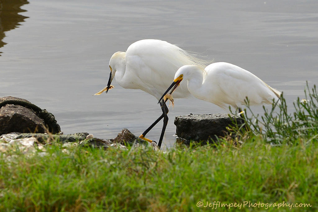 DSC_6775.jpg