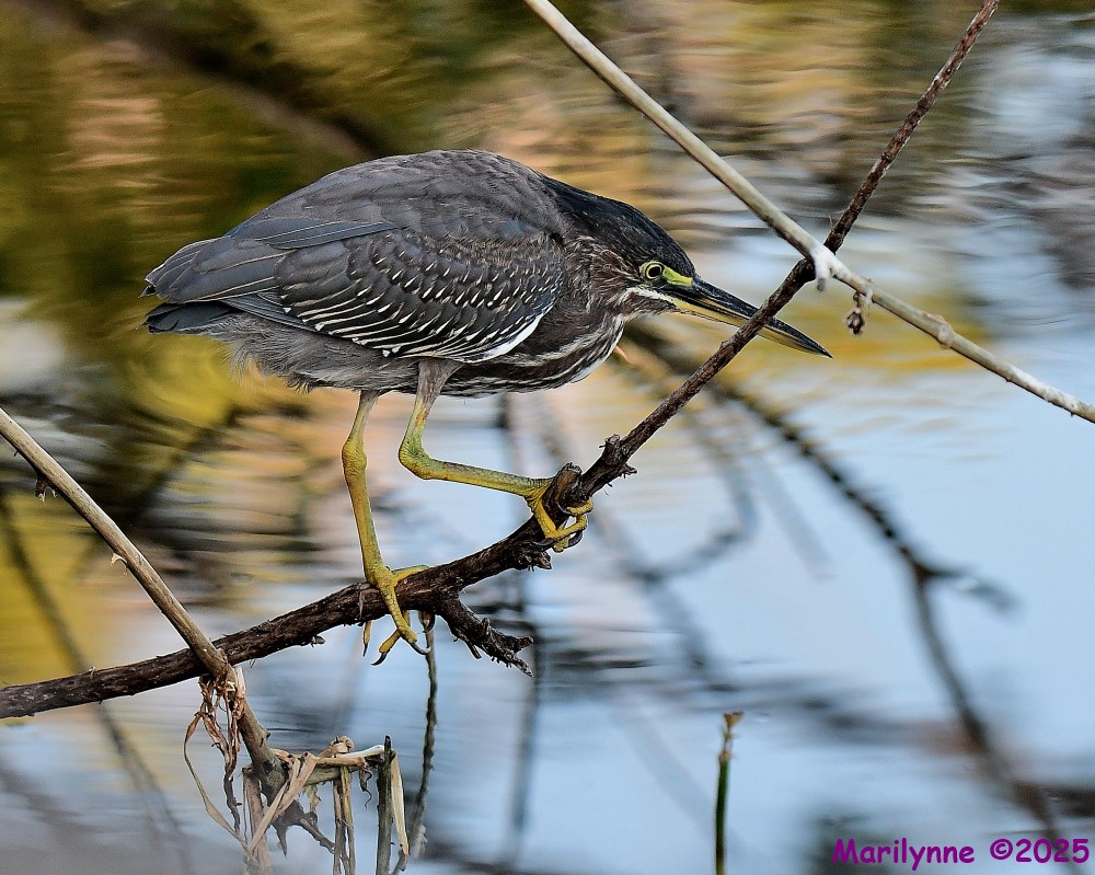 DSC_6779_001.JPG