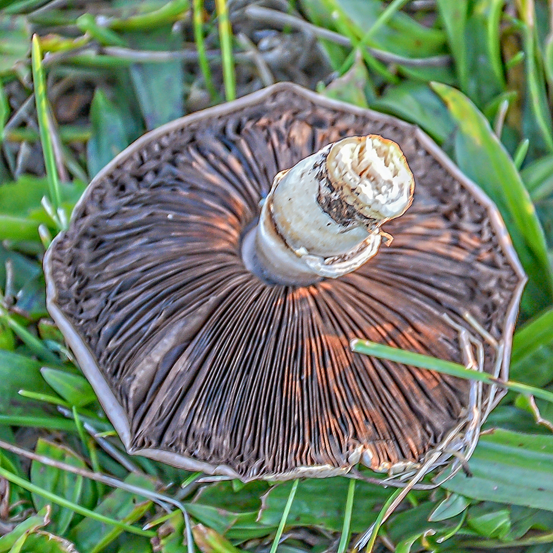 DSC_6781-Edit-2.jpg