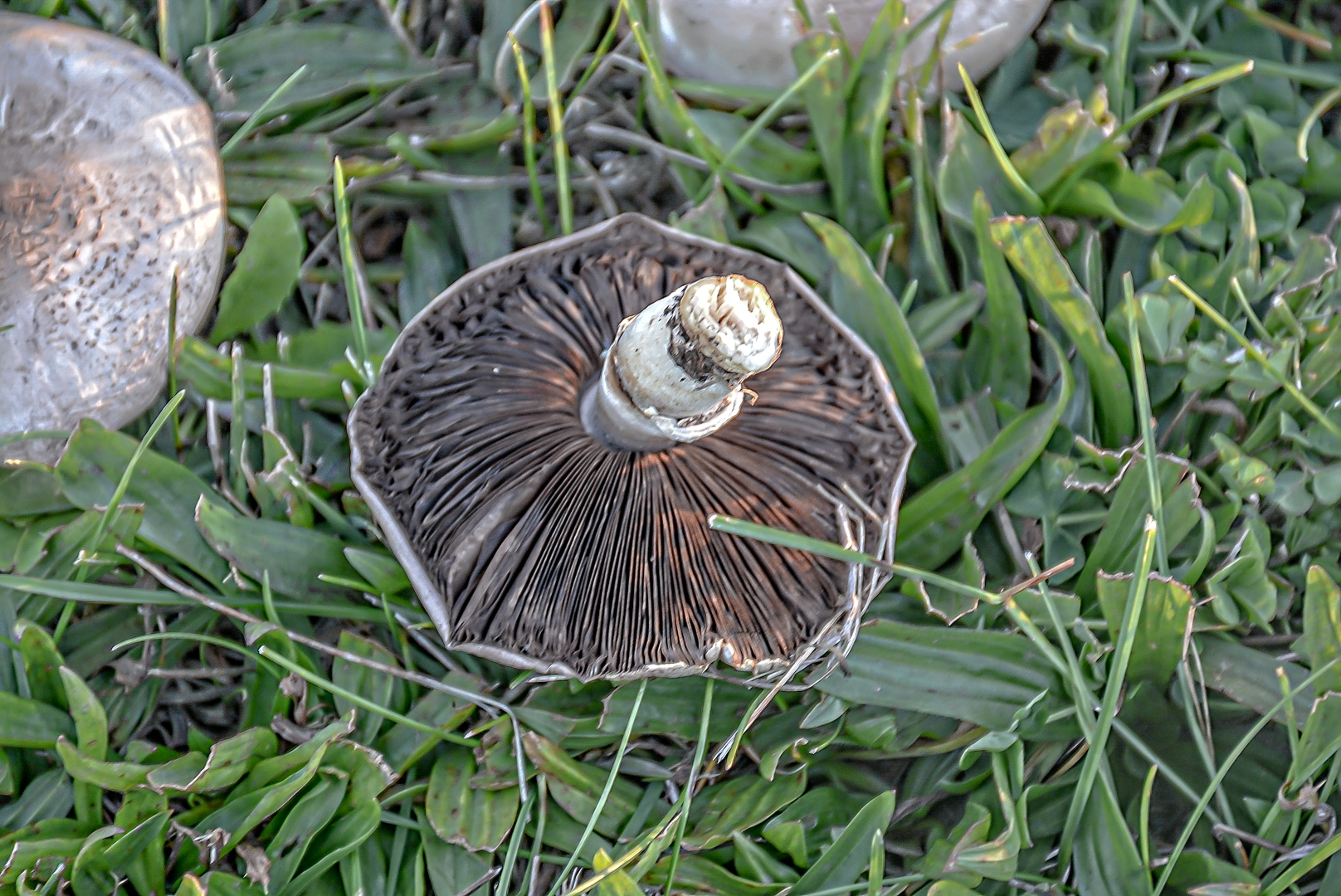 DSC_6781-Edit.jpg