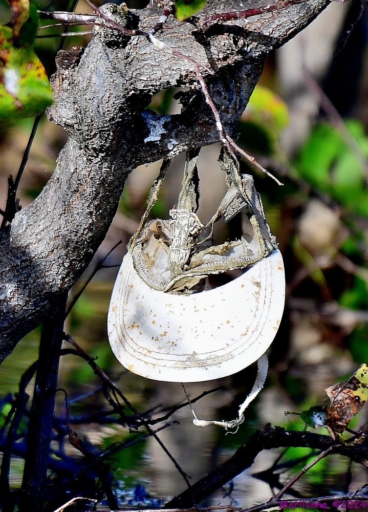 DSC_6781_001.JPG