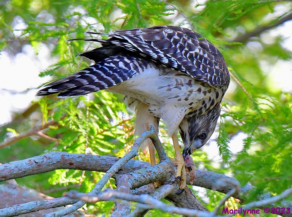 DSC_6783_001.JPG