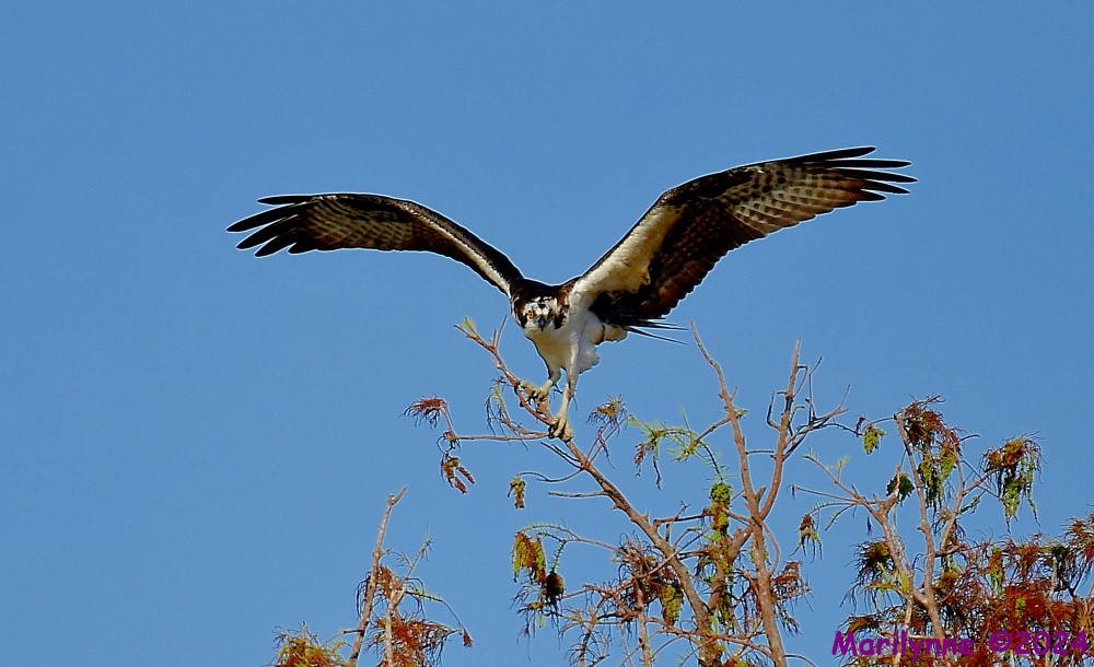 DSC_6783_001.JPG