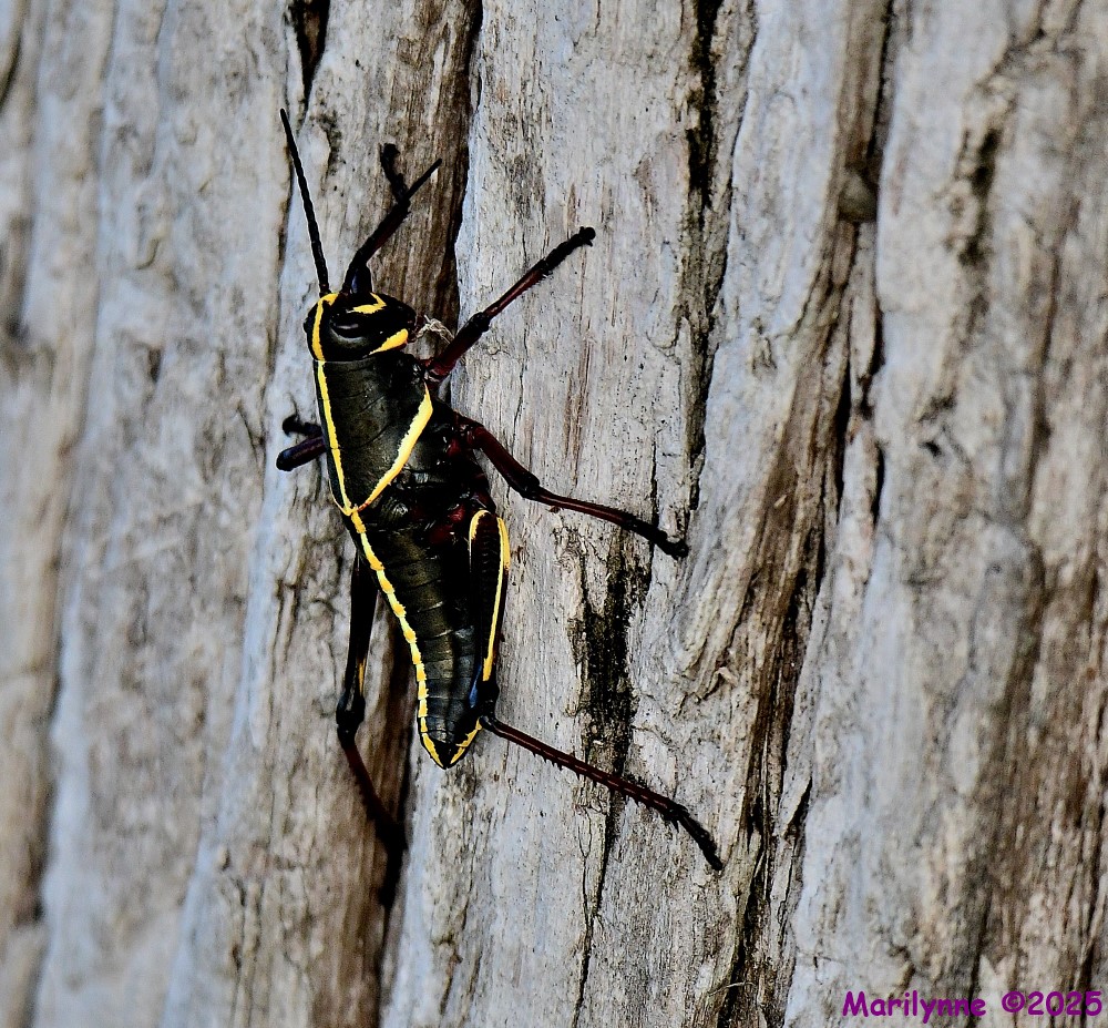 DSC_6785_001.JPG