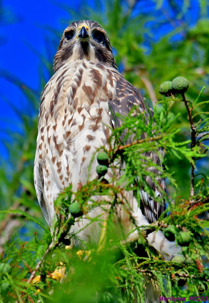 DSC_6786_001.JPG