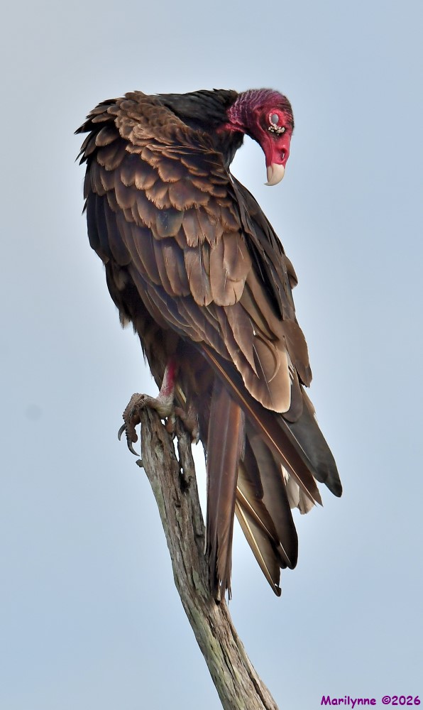 DSC_6786_001.JPG