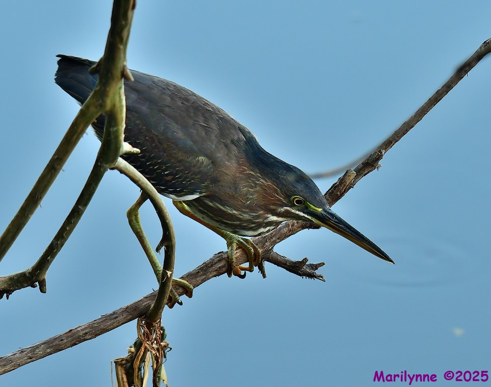 DSC_6787_001.JPG