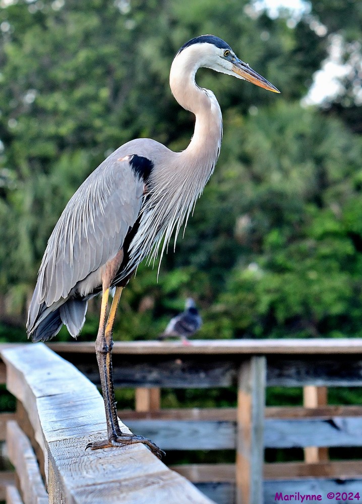 DSC_6789_001.JPG