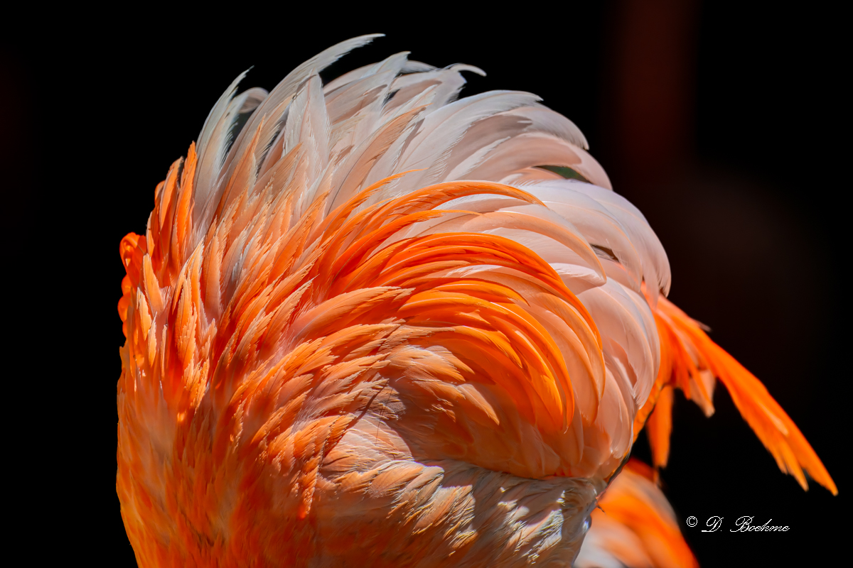 DSC_6790-topaz-rawdenoise-2.jpg