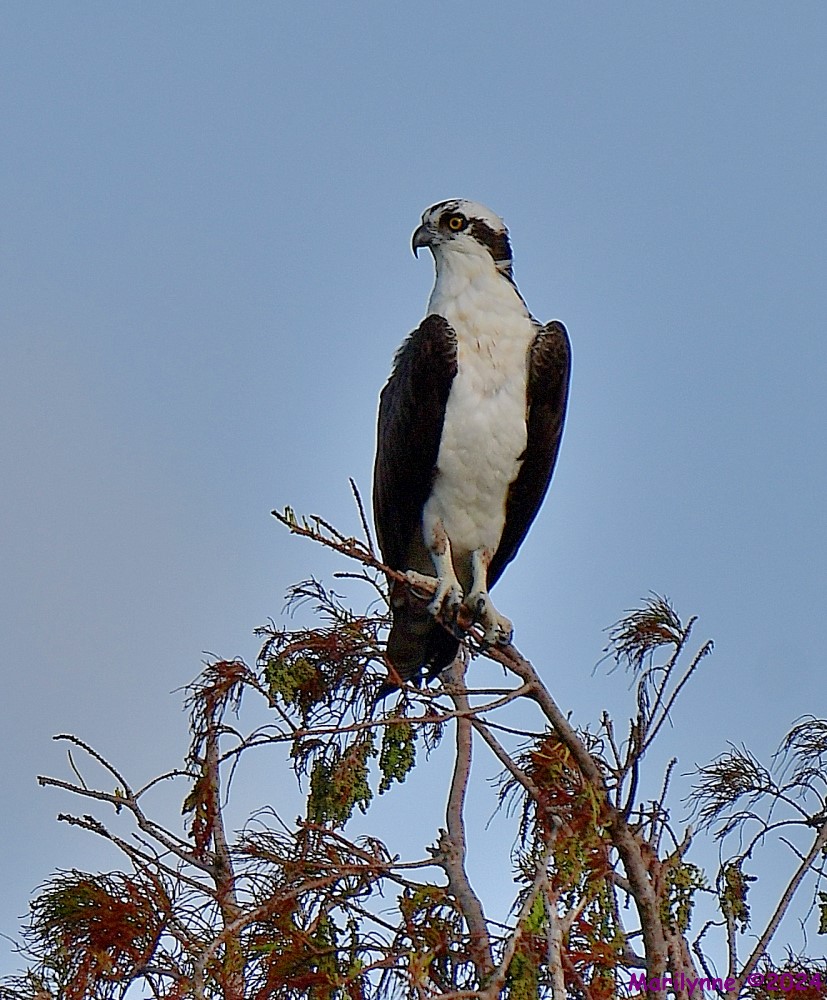 DSC_6790_001.JPG
