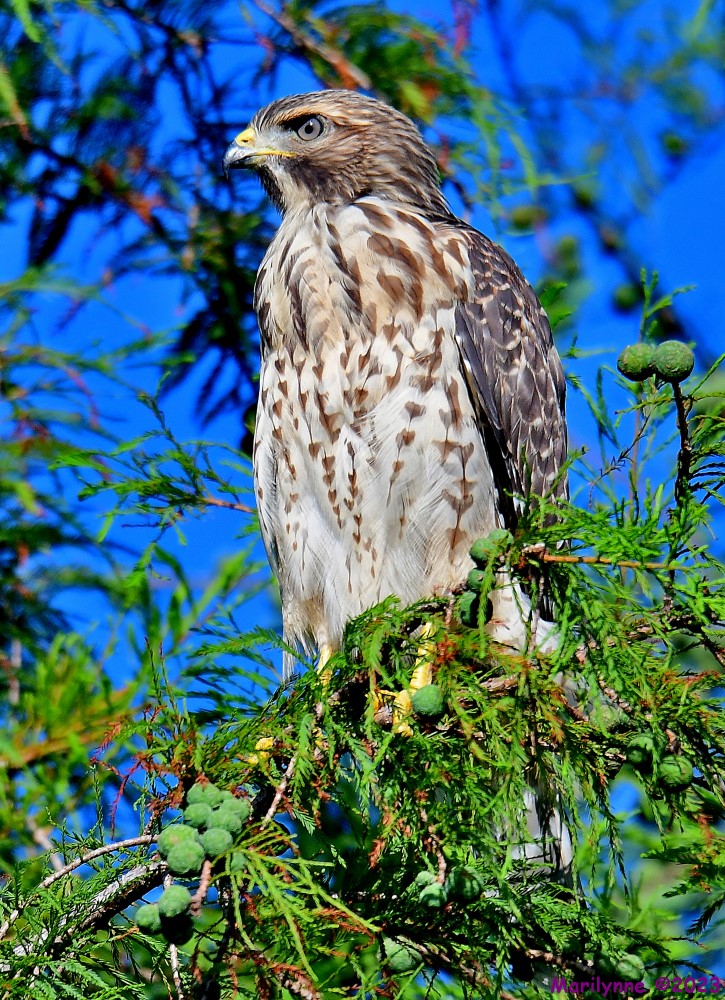 DSC_6792_001.JPG