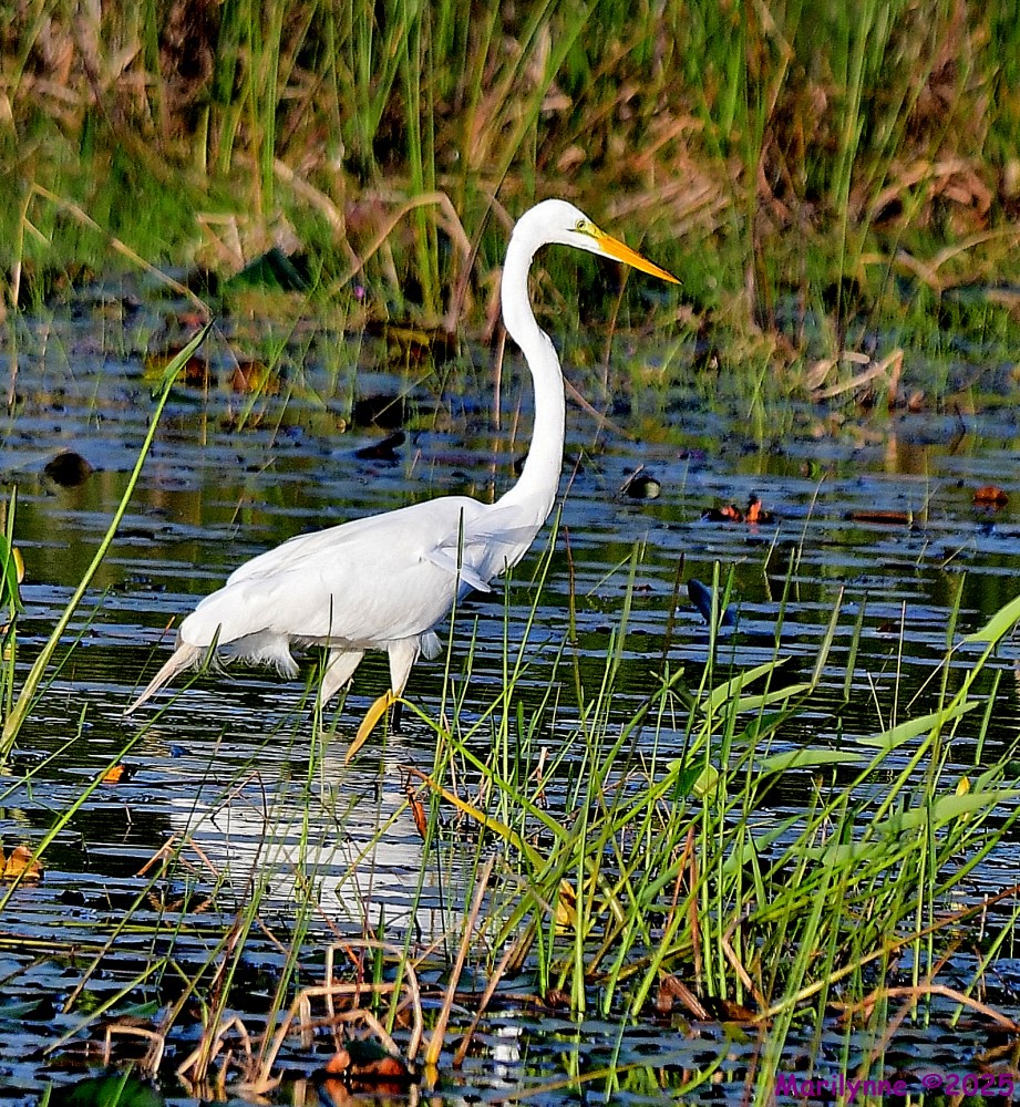 DSC_6792_001.JPG