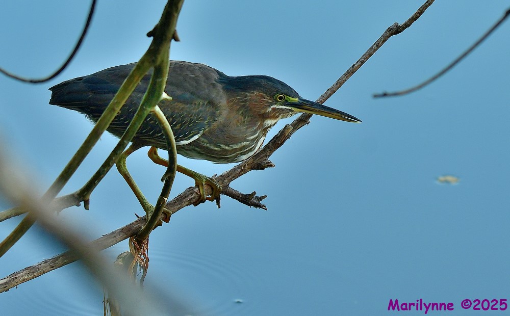 DSC_6792_001.JPG