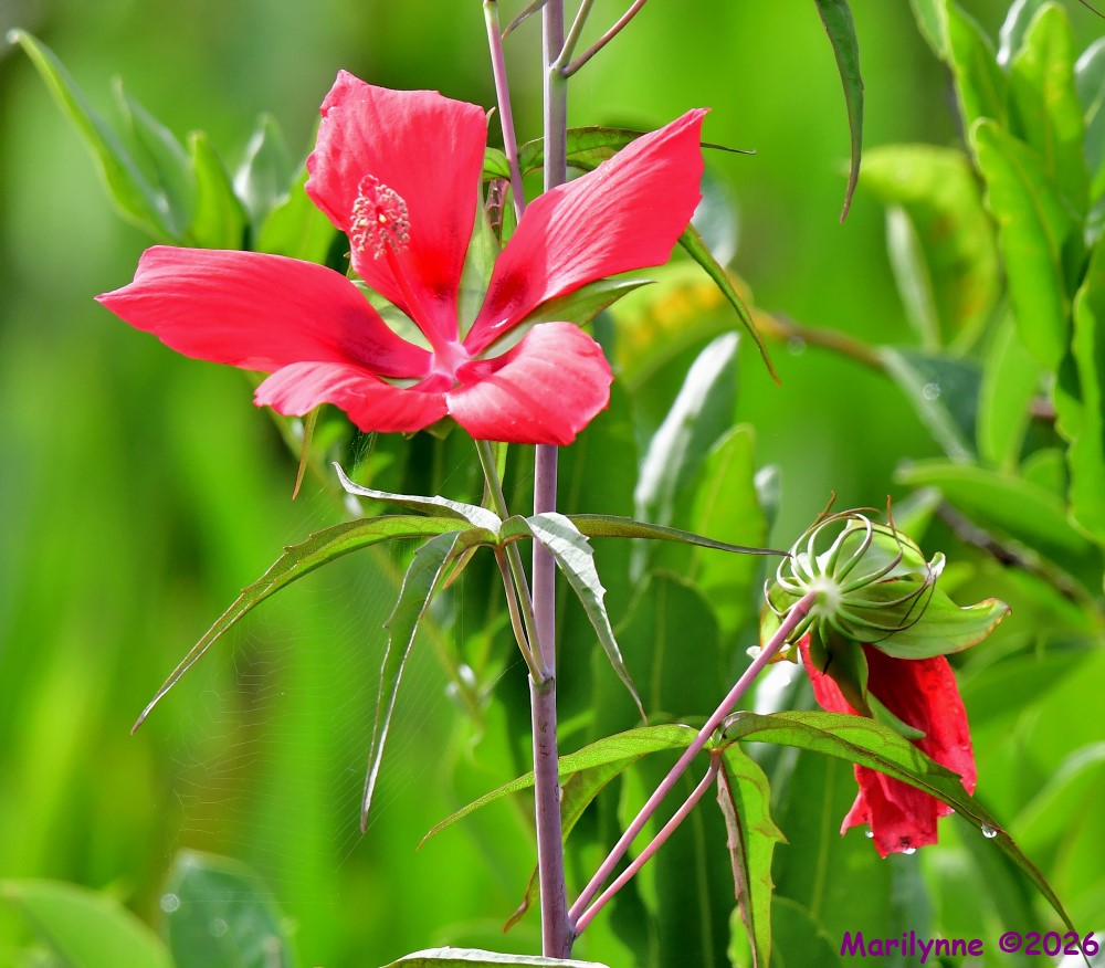 DSC_6793_001.JPG