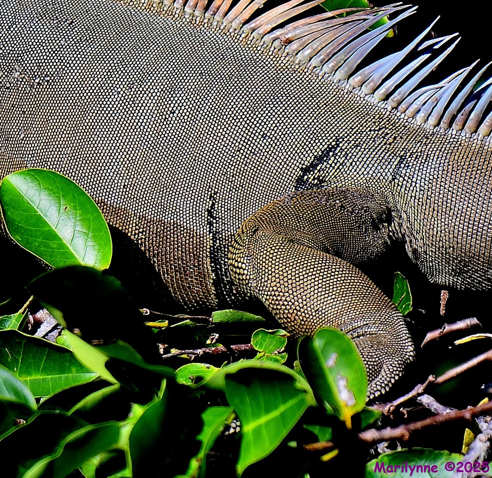 DSC_6794_001.JPG