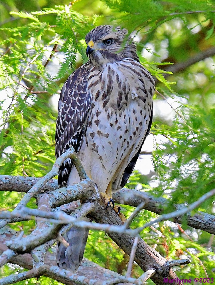 DSC_6796_001.JPG