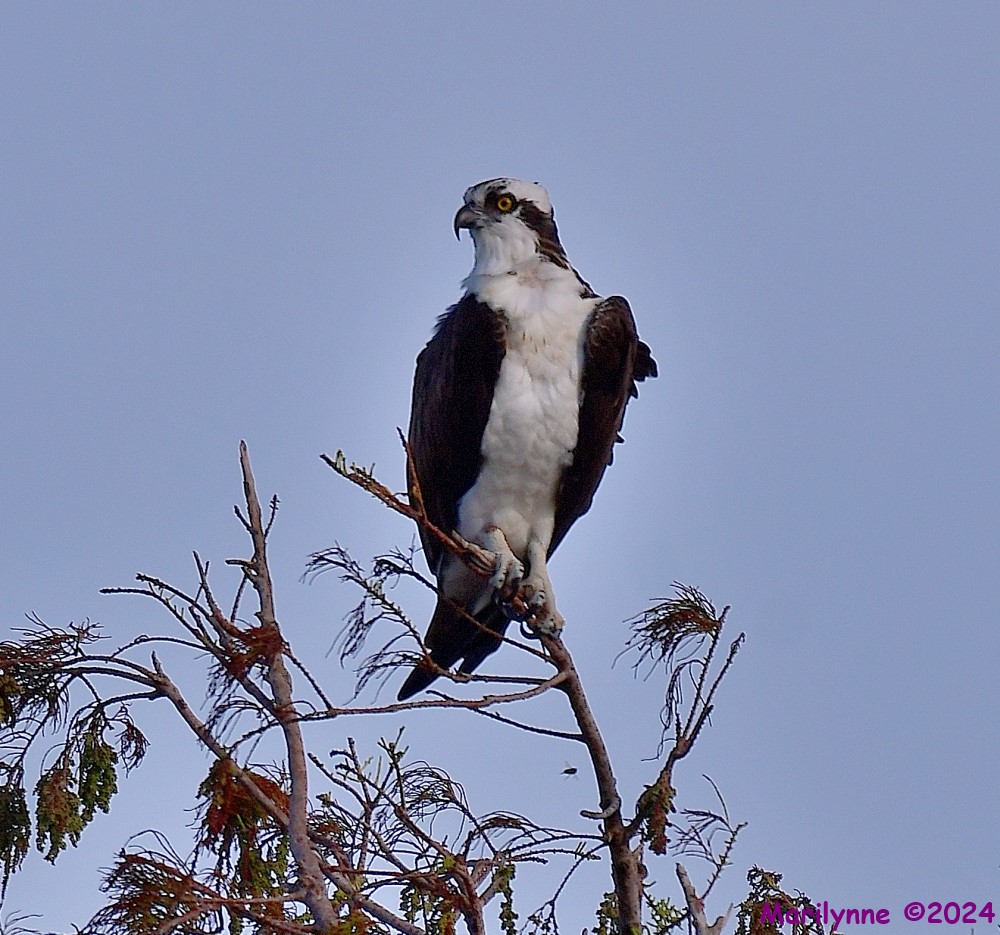 DSC_6796_001.JPG