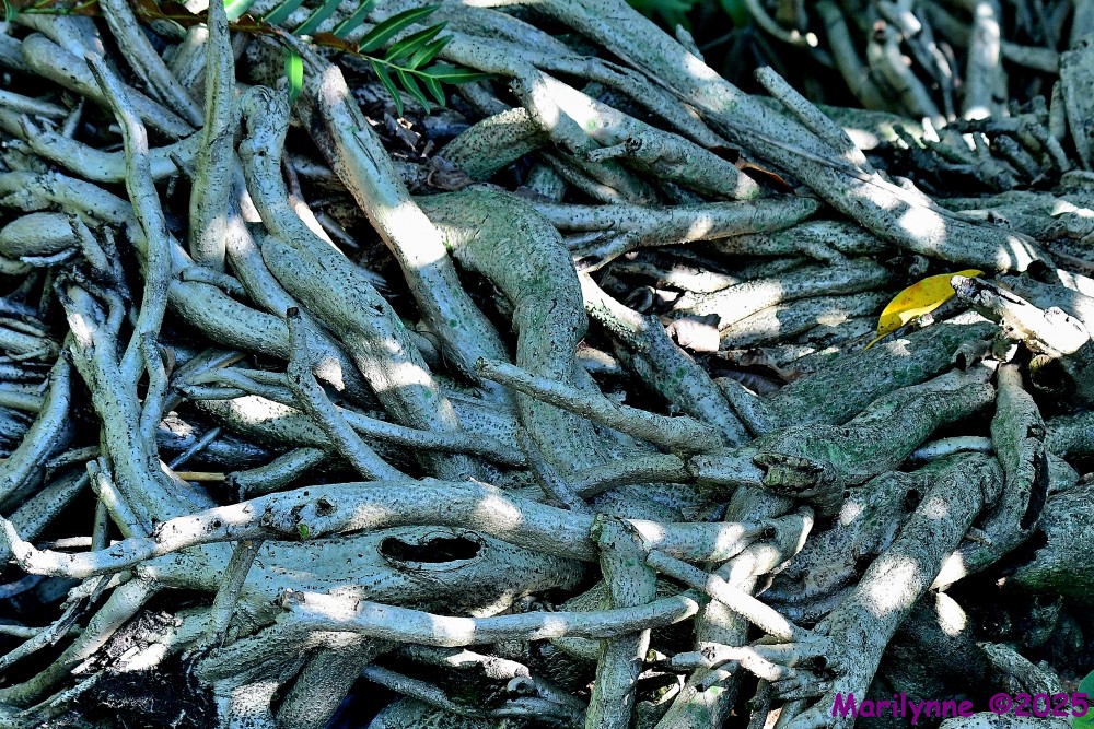 DSC_6796_001.JPG