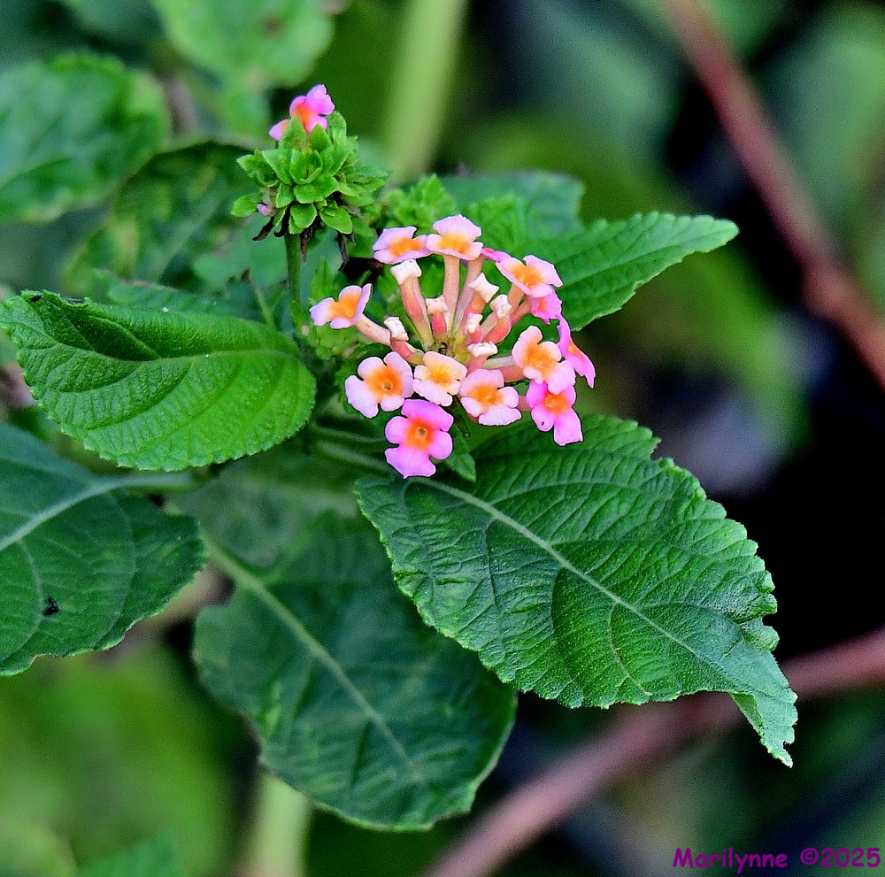 DSC_6798_001.JPG
