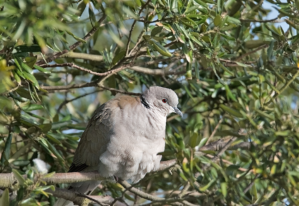 DSC_6799.jpg